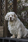 Clumber Spaniel