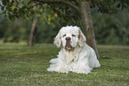 Clumber Spaniel