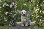 Clumber Spaniel