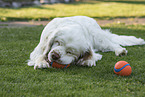 Clumber Spaniel