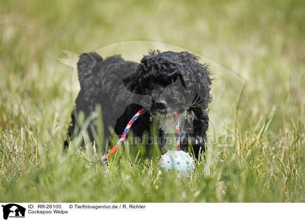 Cockapoo Welpe / Cockapoo puppy / RR-26100