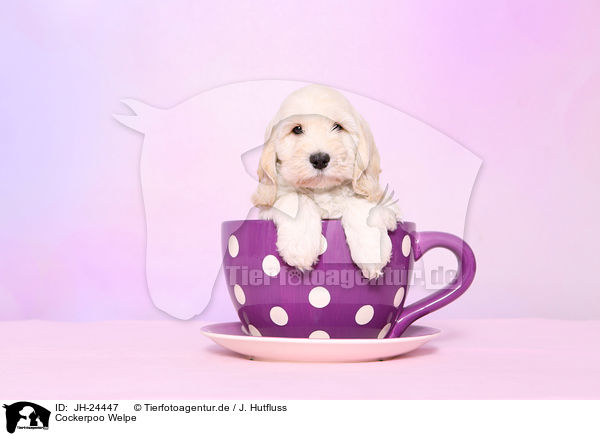 Cockerpoo Welpe / Cockerpoo Puppy / JH-24447