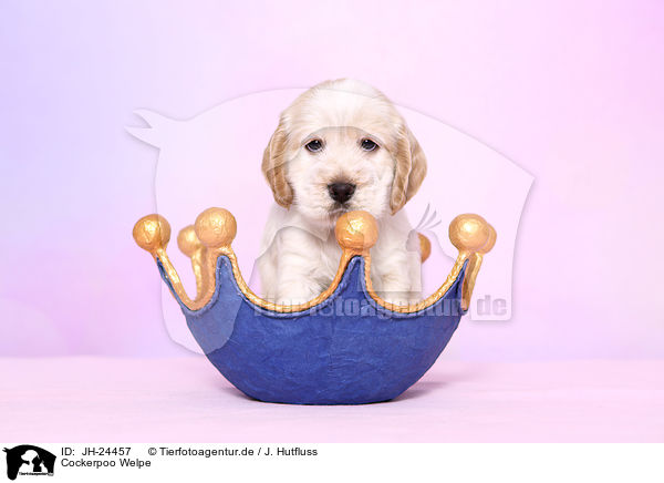 Cockerpoo Welpe / Cockerpoo Puppy / JH-24457