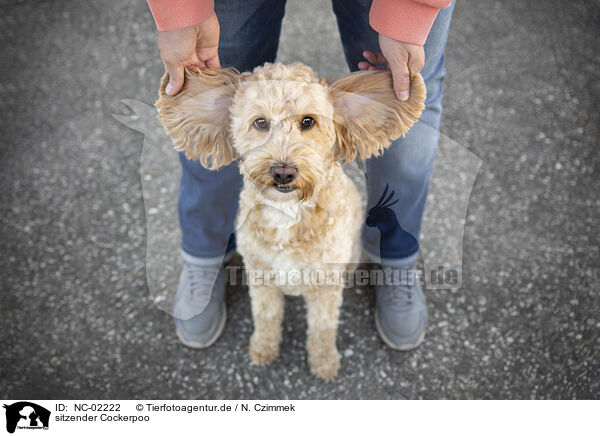 sitzender Cockerpoo / sitting Cockerpoo / NC-02222