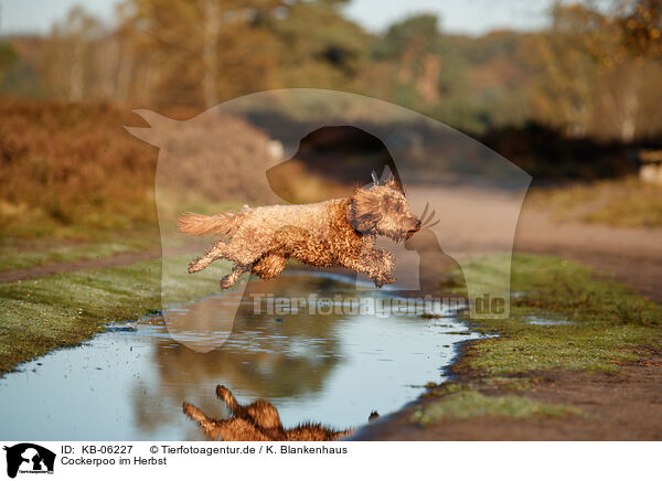 Cockerpoo im Herbst / KB-06227