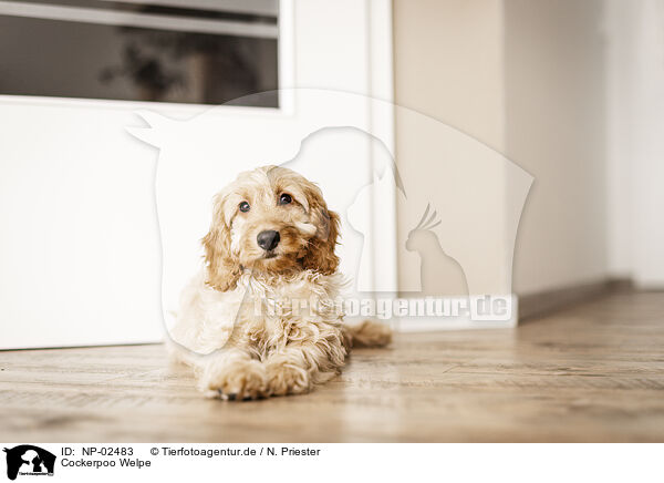 Cockerpoo Welpe / Cockerpoo Puppy / NP-02483