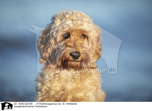 ausgewachsener Cockerpoo / EHO-02185