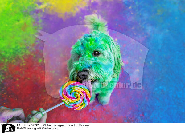 Holi-Shooting mit Cockerpoo / JEB-02032