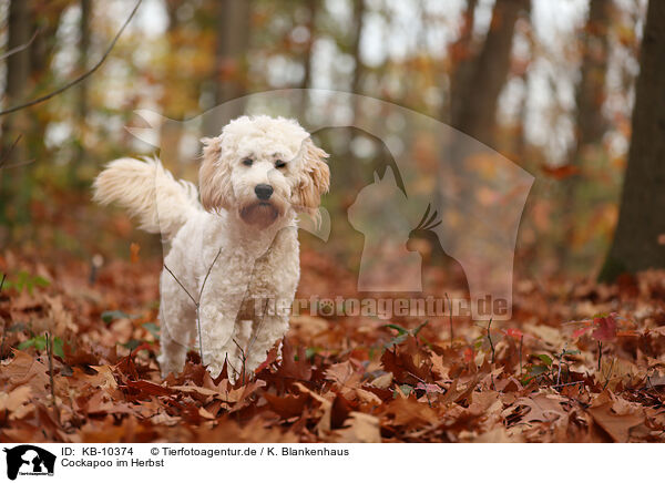 Cockapoo im Herbst / Cockapoo in autumn / KB-10374