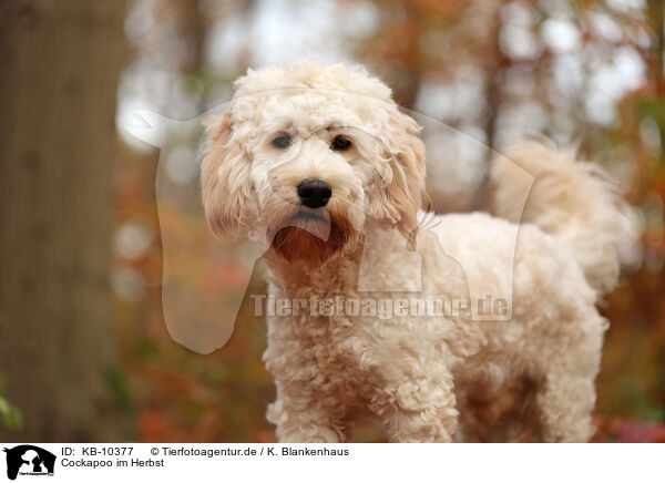 Cockapoo im Herbst / Cockapoo in autumn / KB-10377