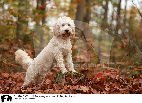 Cockapoo im Herbst / Cockapoo in autumn / KB-10382