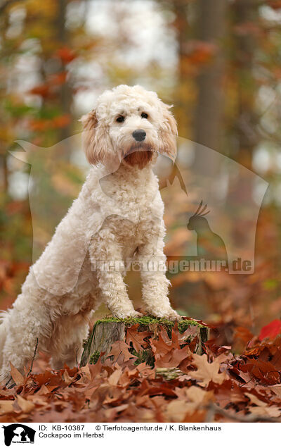 Cockapoo im Herbst / Cockapoo in autumn / KB-10387