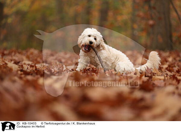 Cockapoo im Herbst / Cockapoo in autumn / KB-10403