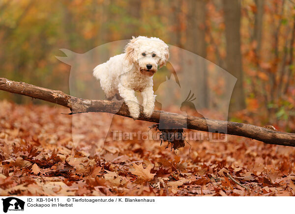 Cockapoo im Herbst / Cockapoo in autumn / KB-10411