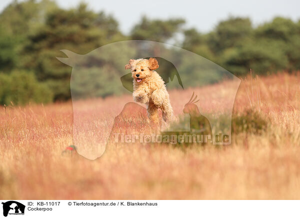 Cockerpoo / Cockerpoo / KB-11017