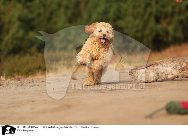 Cockerpoo / Cockerpoo / KB-11054