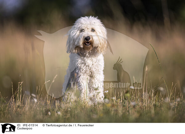 Cockerpoo / Cockerpoo / IFE-01514