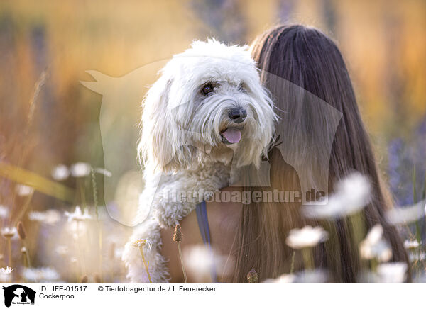 Cockerpoo / IFE-01517
