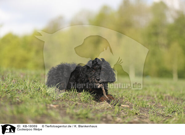 Cockerpoo Welpe / Cockerpoo puppy / KB-18069