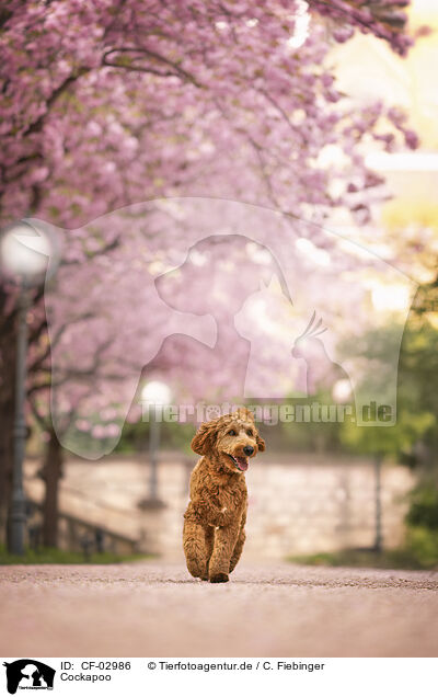 Cockapoo / Cockapoo / CF-02986