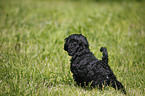 Cockapoo Welpe