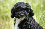 Cockapoo Welpe