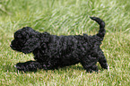 Cockapoo Welpe