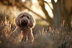 Cockerpoo im Herbst