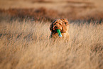 Cockerpoo im Herbst