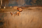 Cockerpoo im Herbst