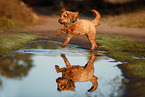 Cockerpoo im Herbst