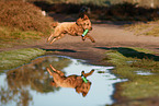 Cockerpoo im Herbst