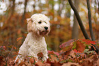 Cockapoo im Herbst