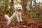 Cockapoo im Herbst