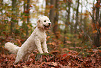 Cockapoo im Herbst