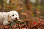 Cockapoo im Herbst