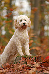 Cockapoo im Herbst