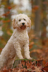 Cockapoo im Herbst