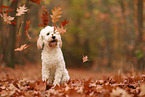 Cockapoo im Herbst