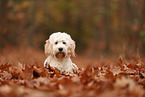 Cockapoo im Herbst