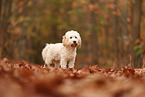 Cockapoo im Herbst