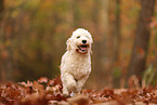 Cockapoo im Herbst