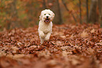 Cockapoo im Herbst