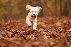 Cockapoo im Herbst