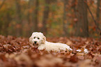 Cockapoo im Herbst