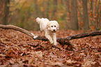 Cockapoo im Herbst