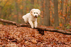 Cockapoo im Herbst