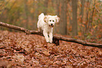 Cockapoo im Herbst