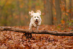 Cockapoo im Herbst