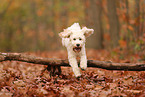 Cockapoo im Herbst